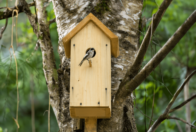 National Nestbox Week: Creating Homes For Our Feathered Friends