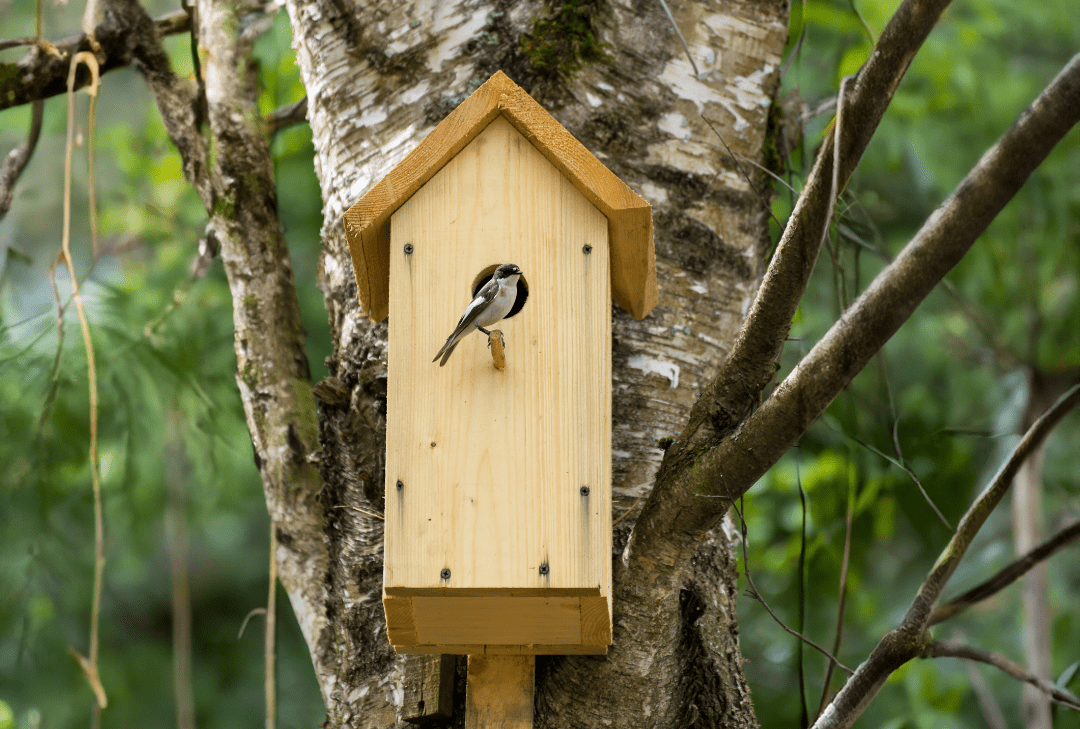National Nestbox Week: Creating Homes For Our Feathered Friends