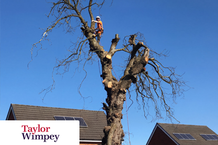 Taylor Wimpey: External spaces built to last