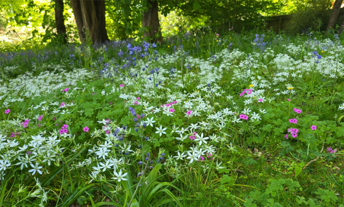 The Top 5 Benefits Of Wildflowers For Commercial Landscapes