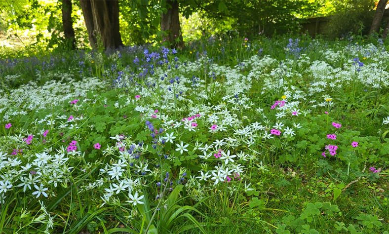 The Top 5 Benefits Of Wildflowers For Commercial Landscapes