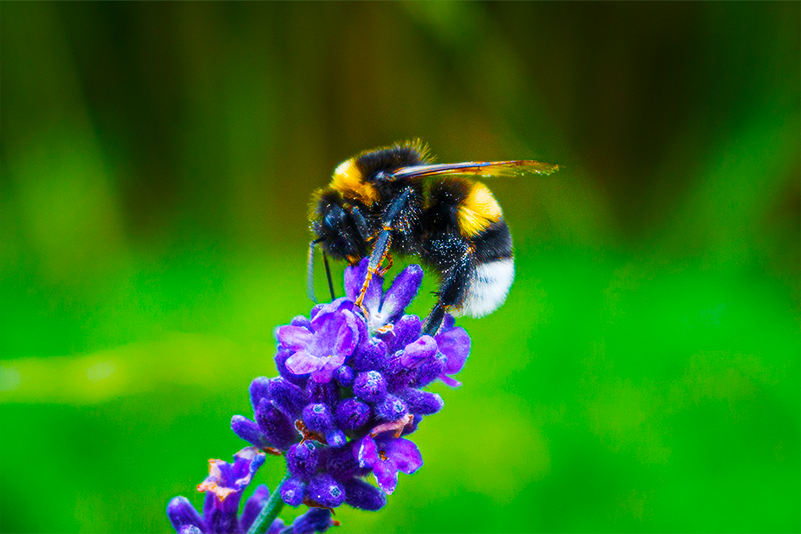 bumblebee on flower