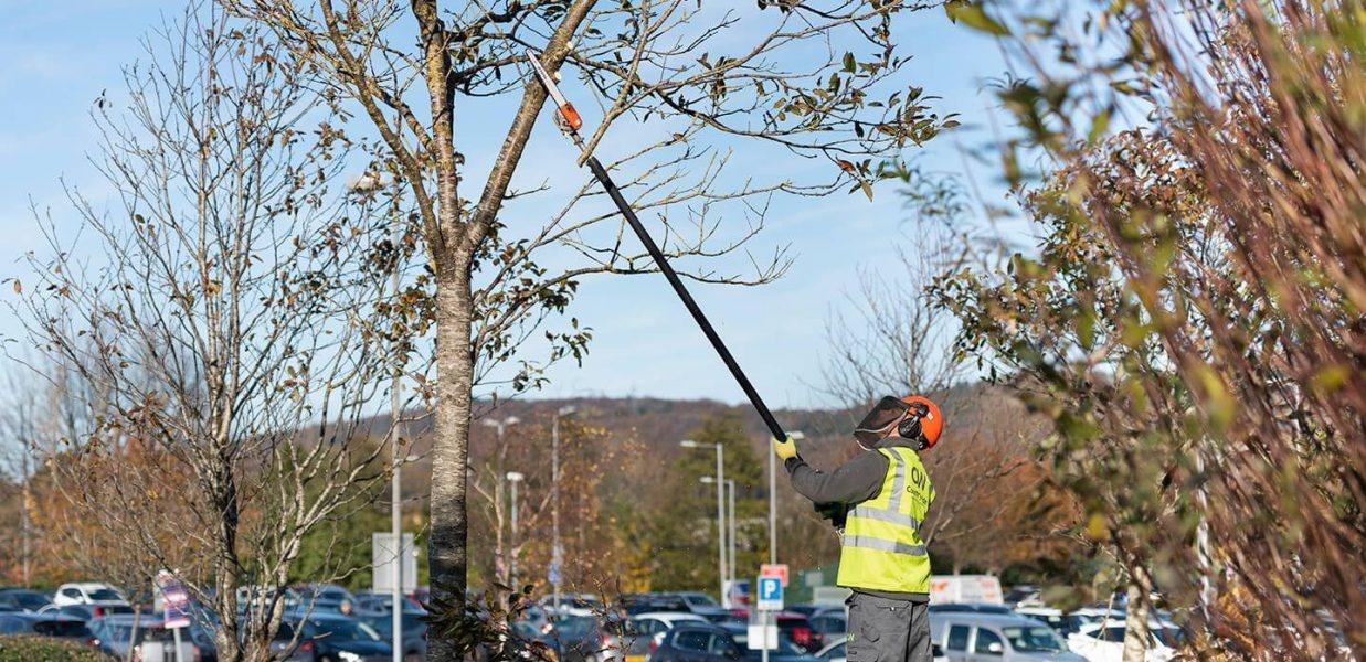 commercial tree works