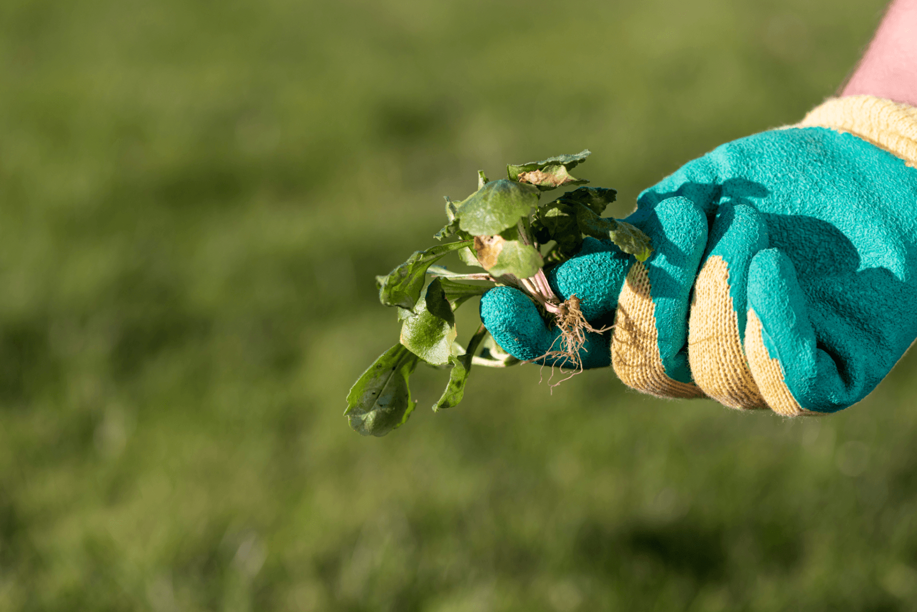 Commercial Vegetation Management & Moss Removal Coutrywide Grounds