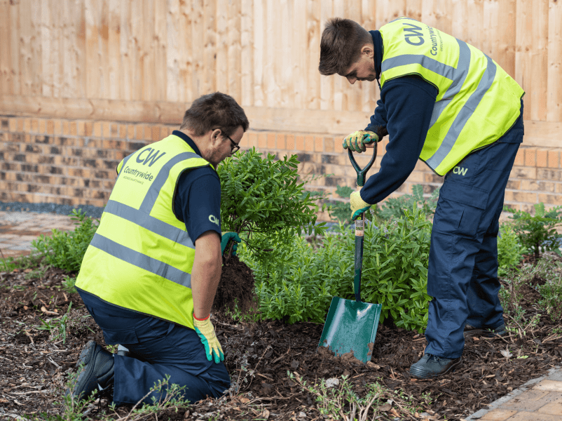 men planting in a garden