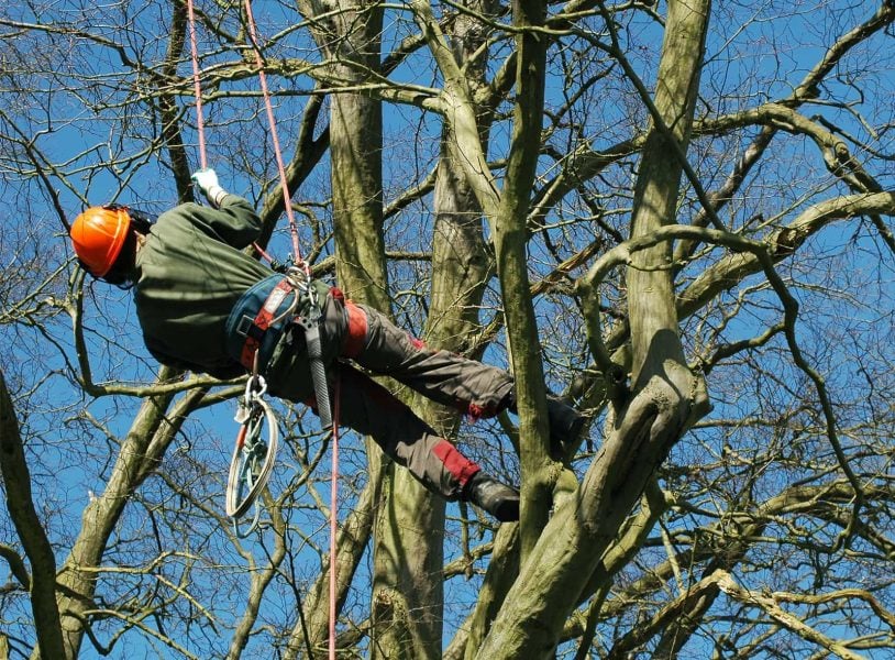 Tree surgeon abseiling a tree
