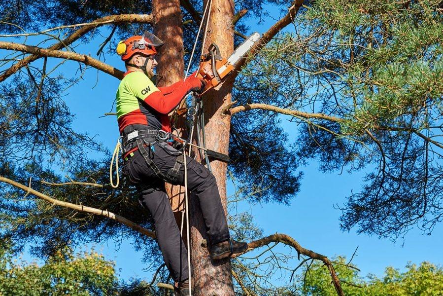 countrywide grounds maintenance tree surgeon