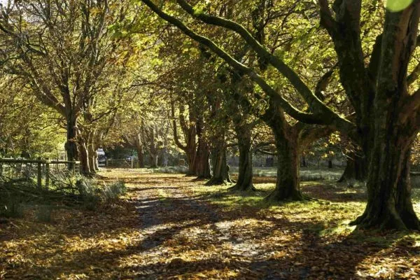 autumnal forest walk in wales