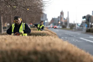 man pruning hedge