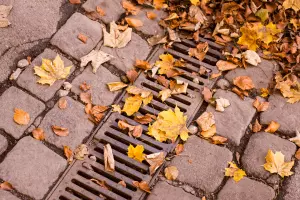 leaves over a canopy