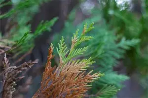 tree with winter burn