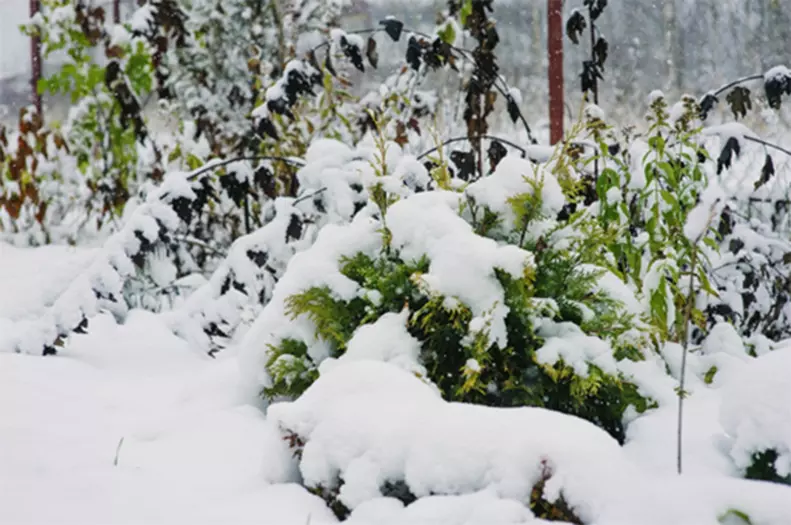 plants covered in snow